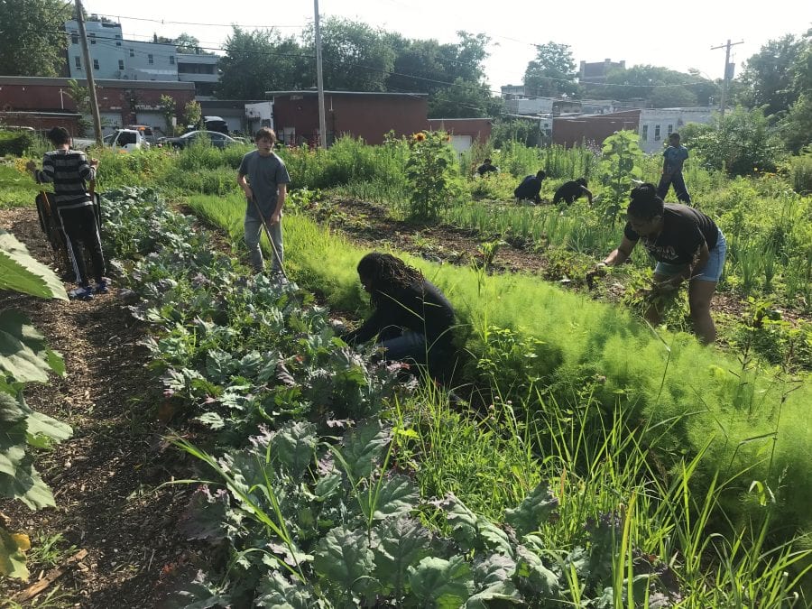 People gardening in urban community farm