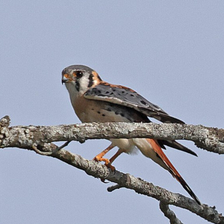 American Kestrel perched on bare tree branch